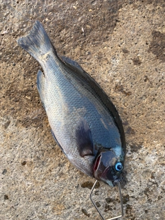 グレの釣果