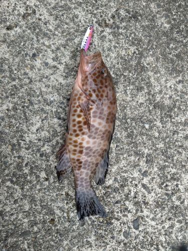 オオモンハタの釣果