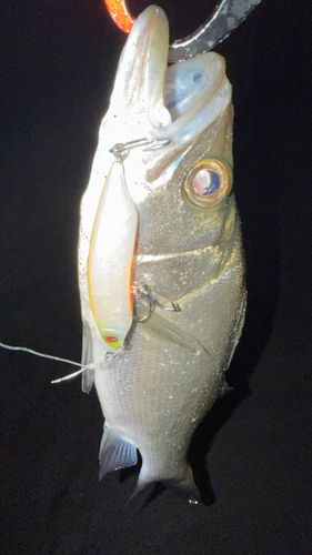 ヒラスズキの釣果