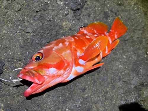 アカハタの釣果