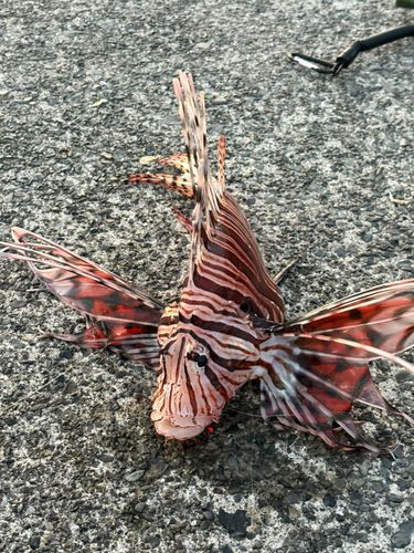 ミノカサゴの釣果