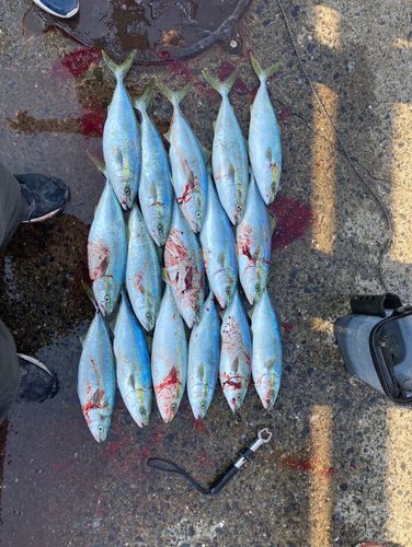 日明海峡釣り公園