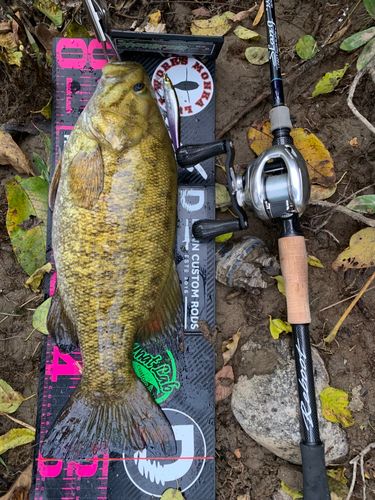 スモールマウスバスの釣果