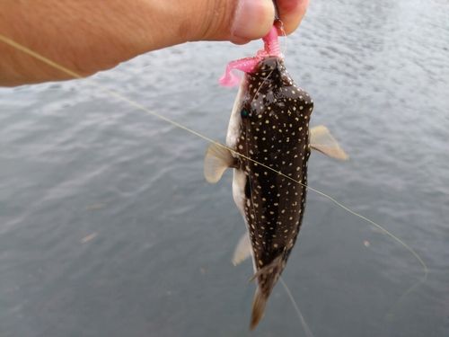 フグの釣果
