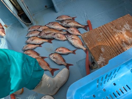 マダイの釣果