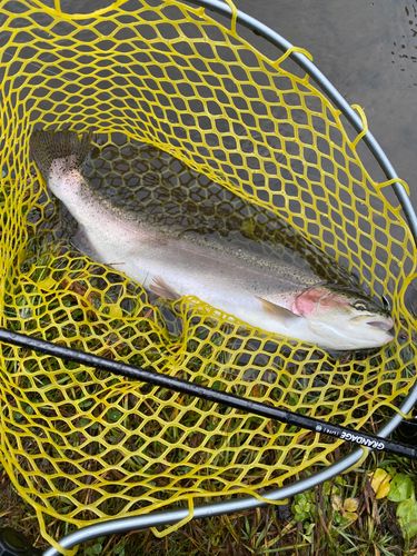 ニジマスの釣果