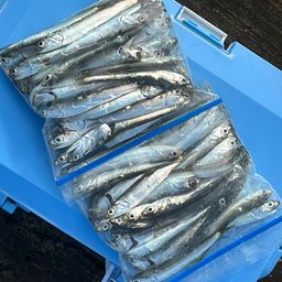 カタクチイワシ