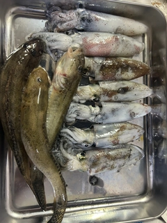 マメイカの釣果