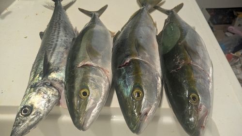 ハマチの釣果