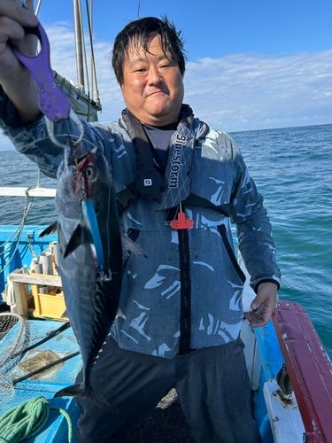 スマガツオの釣果