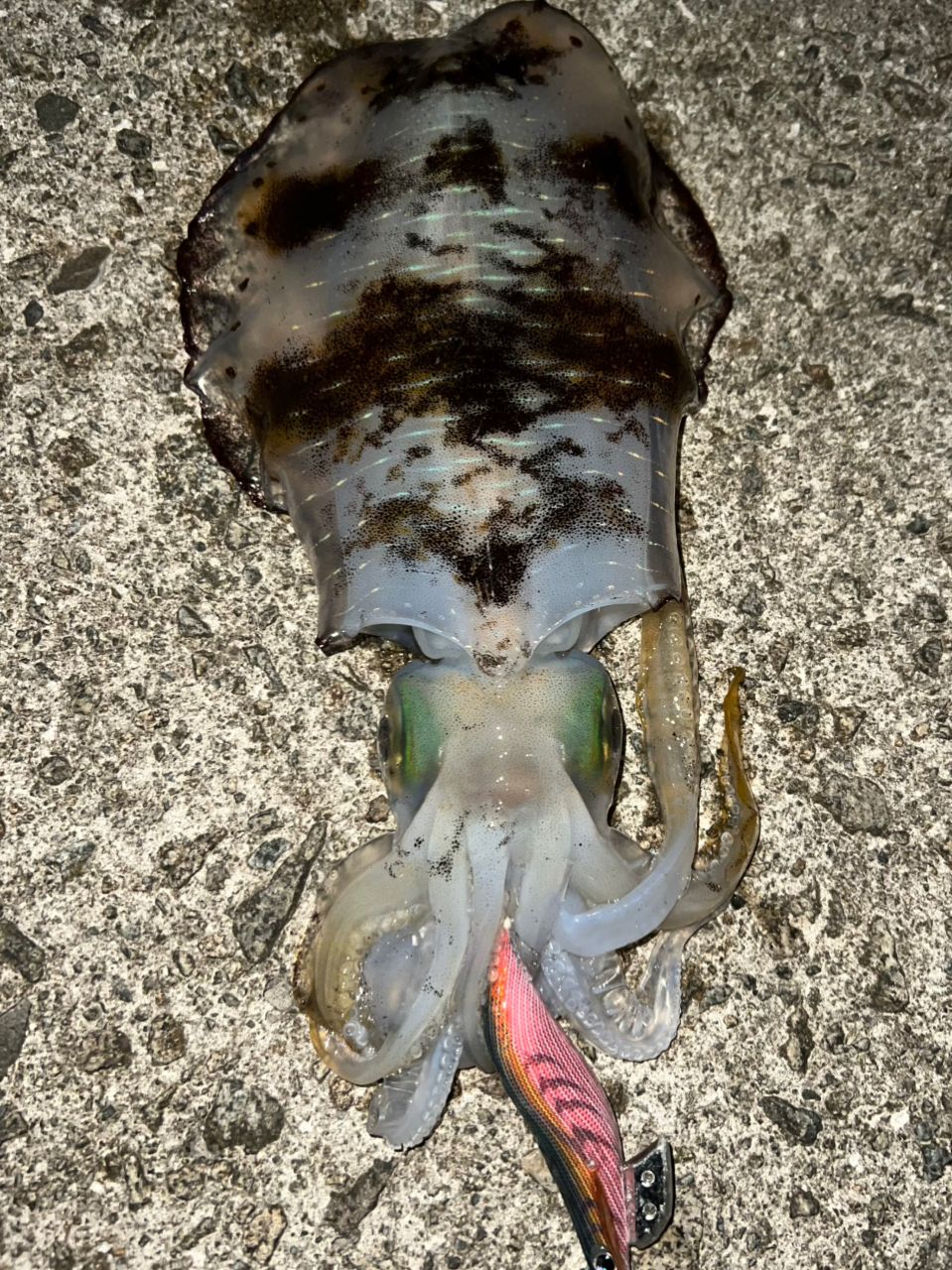 SHIMANO 18セフィア BB S83MLの最安値・インプレ・釣果 | 本音の口コミ