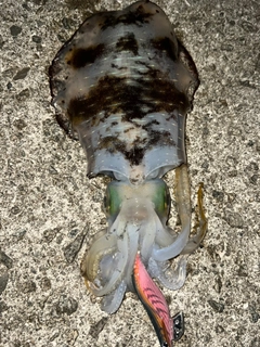 アオリイカの釣果