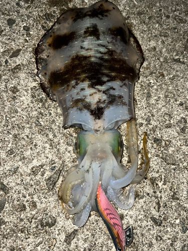 アオリイカの釣果