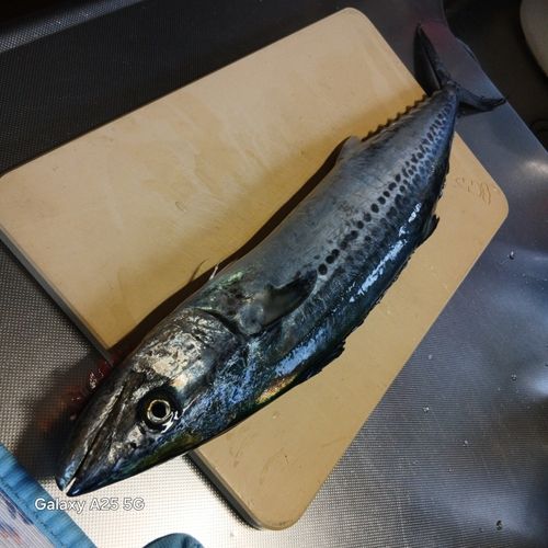 鞠山海遊パーク