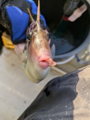 カワハギの釣果