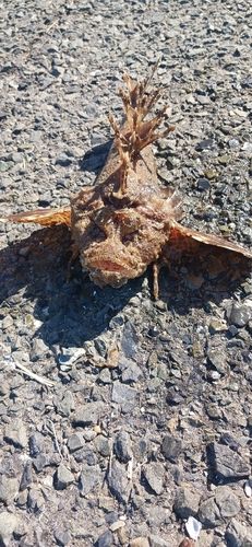 オニオコゼの釣果