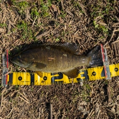 スモールマウスバスの釣果