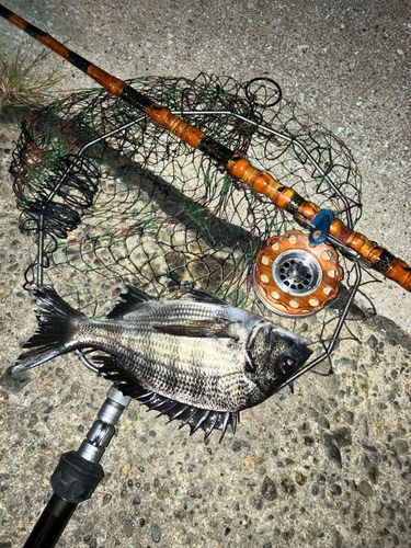 チンチンの釣果