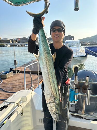 サワラの釣果