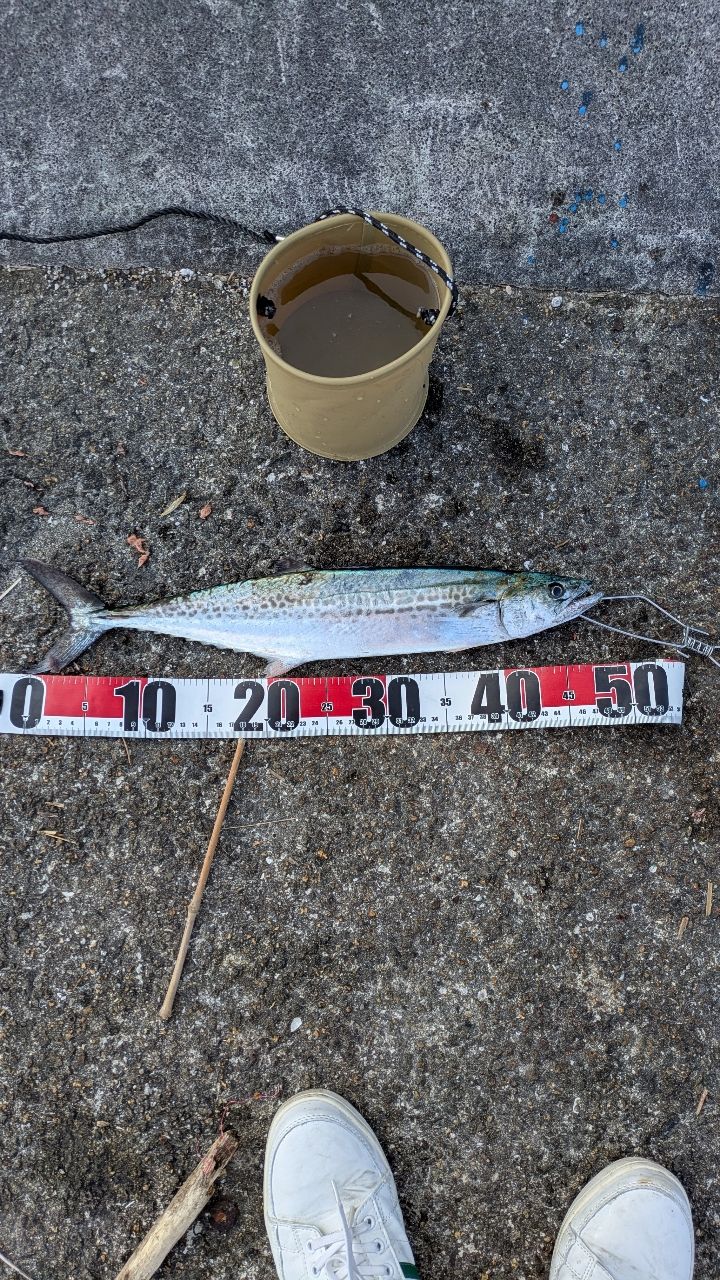 半魚ドンさんの釣果 2枚目の画像