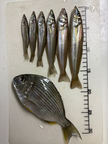 茅ヶ崎ヘッドランド