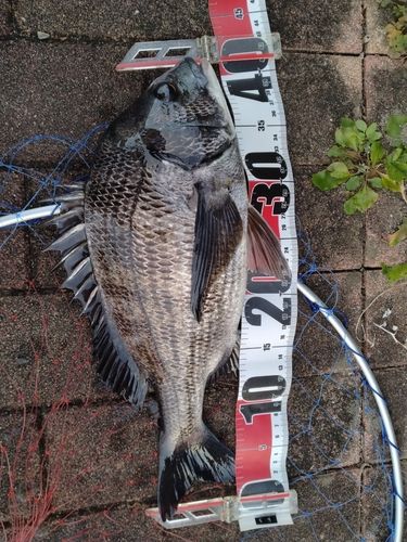 クロダイの釣果