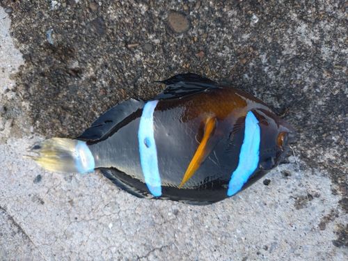 クマノミの釣果