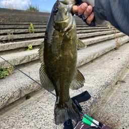 スモールマウスバス