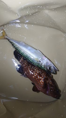 シーサイドコスモ釣り解放区