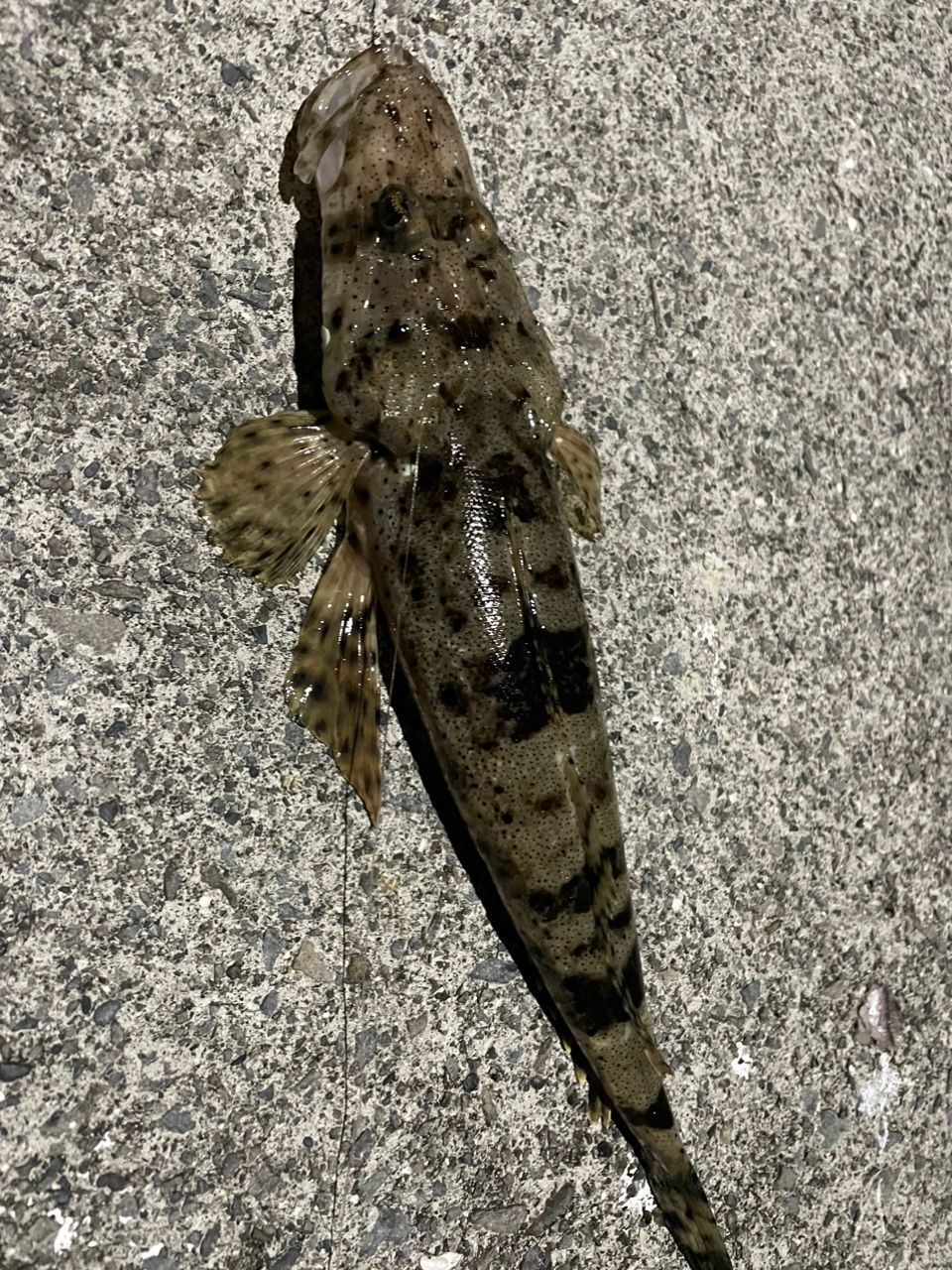 MajorCraft ファーストキャスト ショアジギング FCS-962LSJの釣果一覧