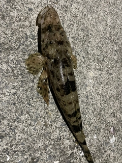 ワニゴチの釣果