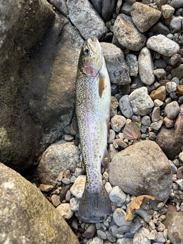 ニジマスの釣果