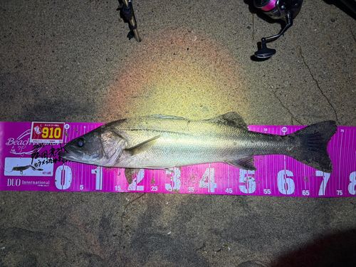 天神川河口（鳥取）