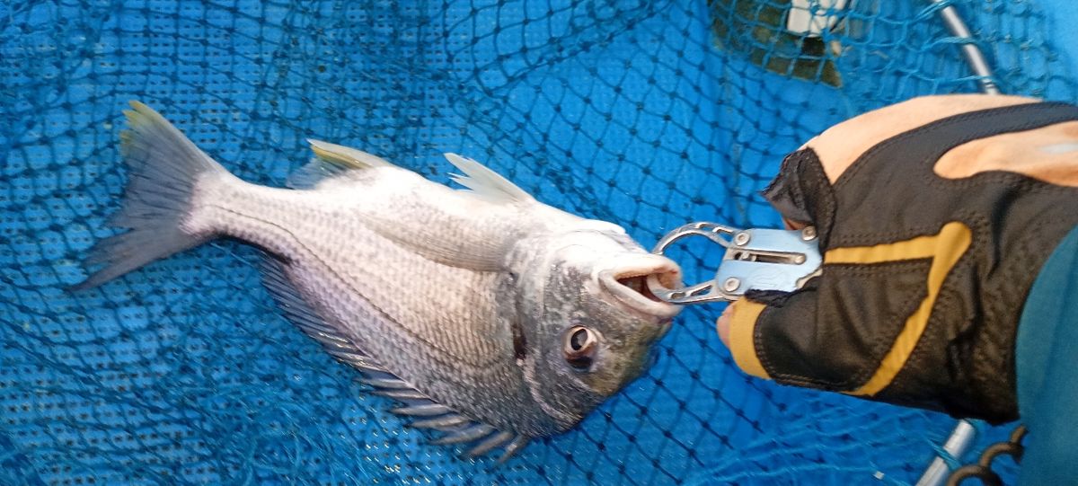 dragonkazu1967さんの釣果 2枚目の画像