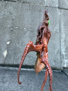 タコの釣果