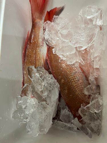 タイの釣果