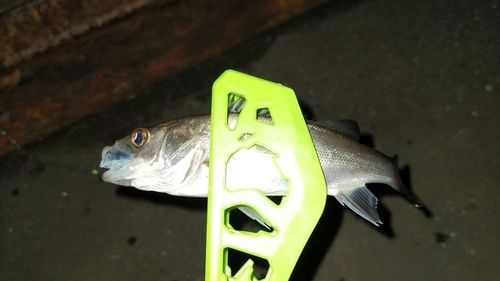 セイゴ（タイリクスズキ）の釣果