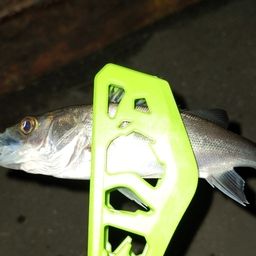 セイゴ（タイリクスズキ）