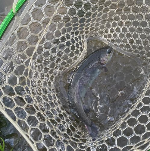 ニジマスの釣果