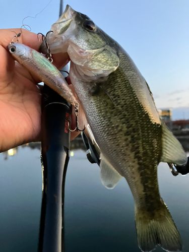 ブラックバスの釣果