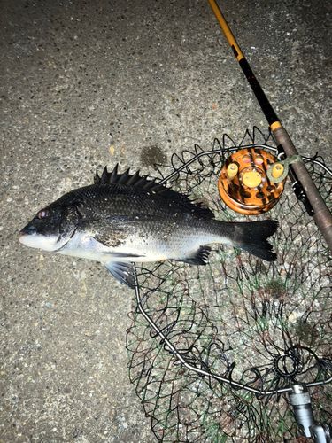 クロダイの釣果