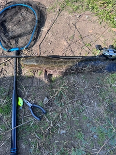 ライギョの釣果