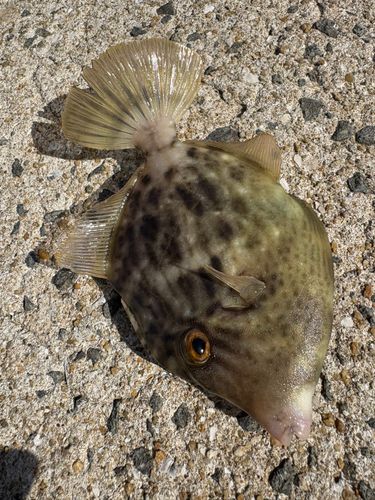カワハギの釣果