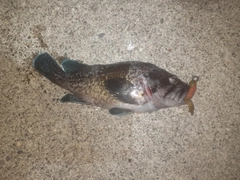 タケノコメバルの釣果