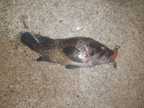 タケノコメバルの釣果