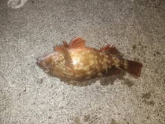 アイナメの釣果