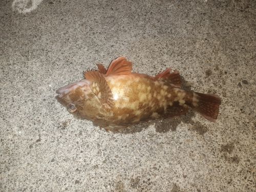 アイナメの釣果