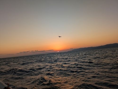 カワハギの釣果