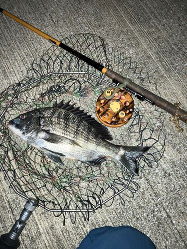 クロダイの釣果