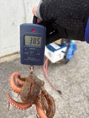 本牧海づり施設